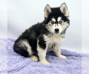 Siberian Husky Puppy for sale in SANDY HOOK, KY, USA