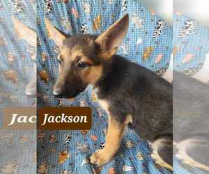 German Shepherd Dog Dogs for adoption in Scottsboro, AL, USA