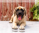 Small Photo #18 Mastiff Puppy For Sale in WAKARUSA, IN, USA