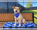 PASEO - Male Labrador Retriever-Unknown Mix Dog for Adoption - Small photo