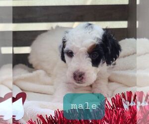 Bernedoodle-Poodle (Miniature) Mix Puppy for sale in FORT PLAIN, NY, USA