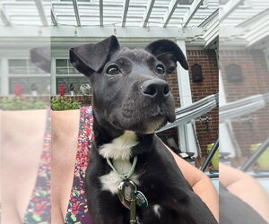 Mutt Dogs for adoption in Springdale, PA, USA