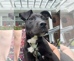 Pumpernickel - Female Mutt Dog for Adoption - Small photo
