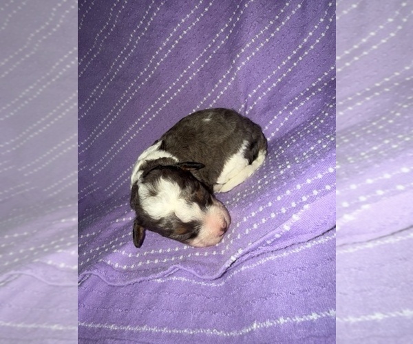 Medium Photo #3 Cavapoo-Poodle (Miniature) Mix Puppy For Sale in MUNFORDVILLE, KY, USA