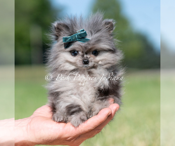 Medium Photo #2 Pomeranian Puppy For Sale in WARSAW, IN, USA