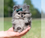 Small #1 Pomeranian