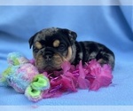 Small #1 English Bulldog