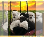 Small #6 Labrador Retriever