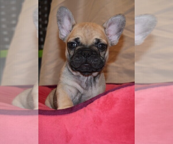 Medium Photo #3 French Bulldog Puppy For Sale in PALMYRA, VA, USA