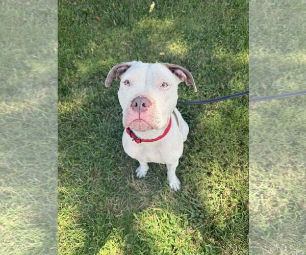 Medium Photo #5 American Staffordshire Terrier-Boxer Mix Puppy For Sale in Arlington, VA, USA