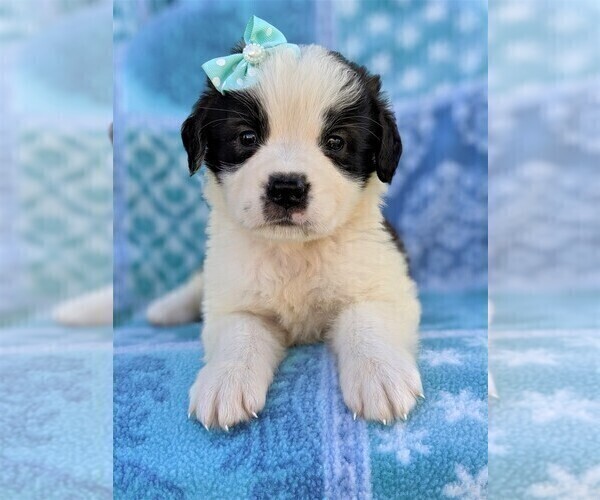 Medium Photo #7 Saint Bernard Puppy For Sale in LANCASTER, PA, USA