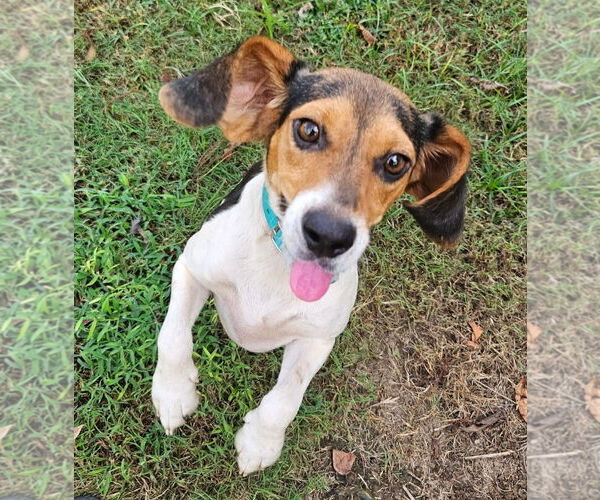Medium Photo #4 Beagle Puppy For Sale in Dunnellon, FL, USA