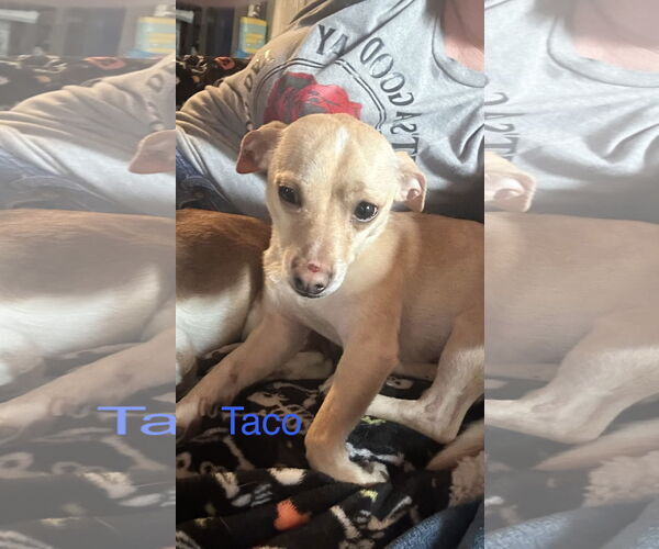 Medium Photo #2 Chihuahua-Unknown Mix Puppy For Sale in Ball Ground, GA, USA