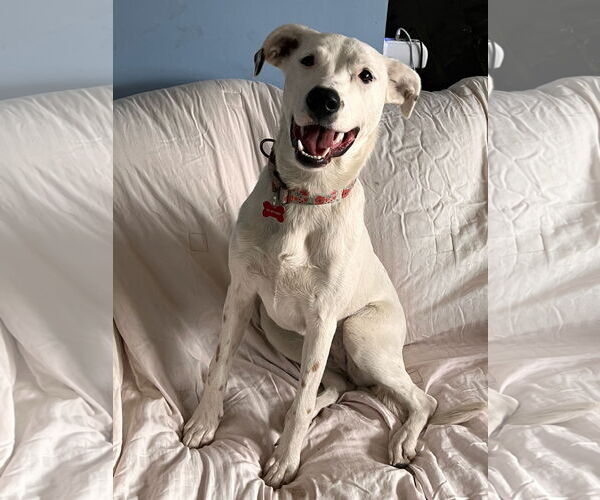 Medium Photo #6 Mutt Puppy For Sale in Farmington, MN, USA