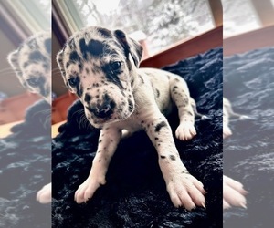 Medium Great Dane