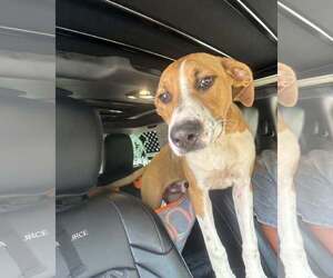 Mutt Dogs for adoption in Sheboygan, WI, USA