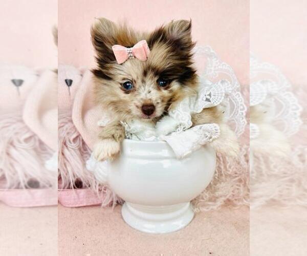 Medium Photo #24 Pomeranian Puppy For Sale in HOUSTON, TX, USA