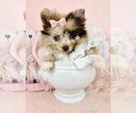 Small #23 Pomeranian