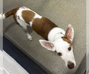 Pearl 4mo (AVA 10/21) - Female Labrador Retriever-Unknown Mix Dog for Adoption