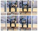 Small Photo #2 Yorkshire Terrier Puppy For Sale in OLATHE, KS, USA
