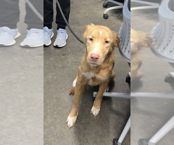 Medium Photo #3 Mutt Puppy For Sale in Evansville, IN, USA