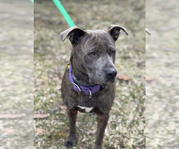 Medium Photo #9 Mutt Puppy For Sale in Hinton, WV, USA