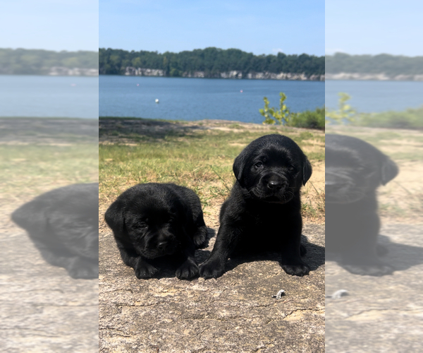 Medium Photo #13 Labrador Retriever Puppy For Sale in LOUISBURG, NC, USA