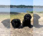 Small #12 Labrador Retriever