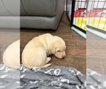 Small #7 Labrador Retriever