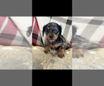 Small Photo #2 Dachshund Puppy For Sale in NILES, MI, USA