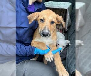 Labrador Retriever Dogs for adoption in Conroe, TX, USA