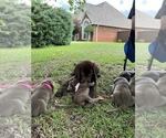 Small Photo #5 Labrador Retriever Puppy For Sale in WARNER ROBINS, GA, USA