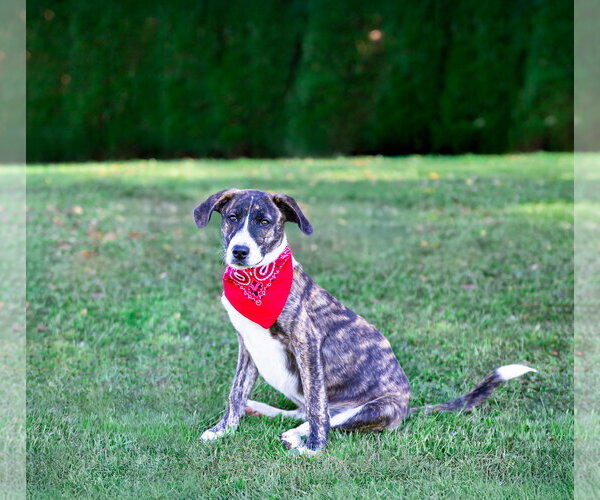 Medium Photo #12 Plott Hound-Unknown Mix Puppy For Sale in Unionville, PA, USA