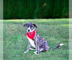 Hound Mix Pups Boys - Male Plott Hound-Unknown Mix Dog for Adoption - Photo #12