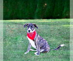 Small Photo #12 Plott Hound-Unknown Mix Puppy For Sale in Unionville, PA, USA