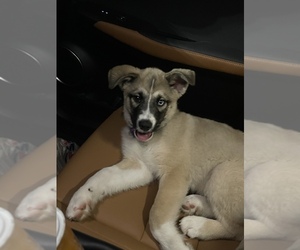 Alaskan Husky-German Shepherd Dog Mix Puppy for sale in MANSFIELD, TX, USA