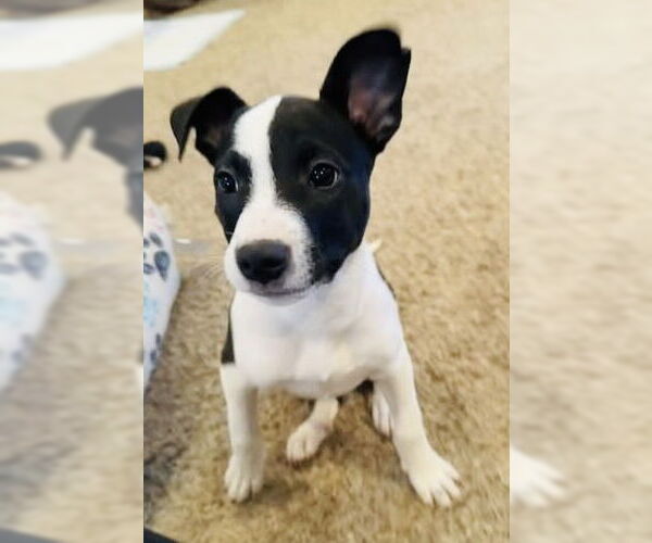 Medium Photo #9 Mutt Puppy For Sale in Germantown, OH, USA