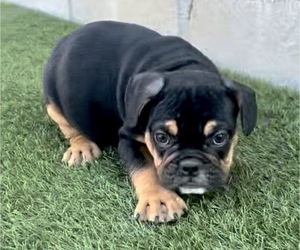 English Bulldog Dog for Adoption in DALLAS, Texas USA