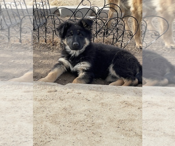 Medium Photo #2 German Shepherd Dog Puppy For Sale in CALHAN, CO, USA