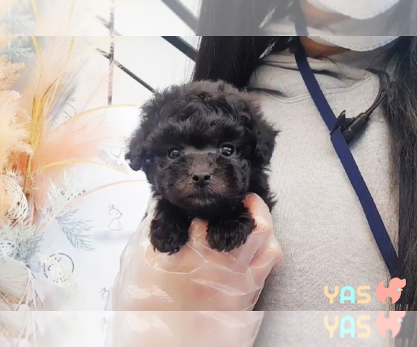 Medium Photo #2 Poodle (Toy) Puppy For Sale in RENO, NV, USA