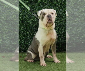 Bulldog Dogs for adoption in Naples, FL, USA