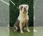 FINN - Male Bulldog Dog for Adoption - Small photo