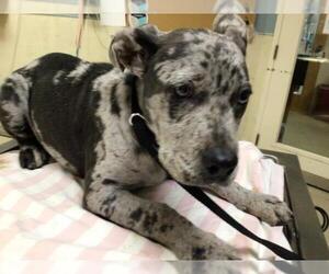 Mutt Dogs for adoption in Riverside, CA, USA