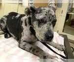 Small Mutt