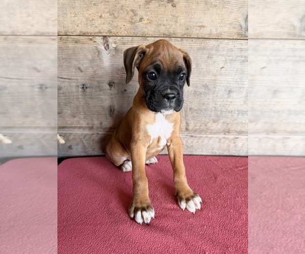 Medium Photo #12 Boxer Puppy For Sale in VERMONTVILLE, MI, USA