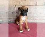 Litter of 9 - Male(s) and Female(s) BoxerLitter of Puppies for Sale - Photo #12