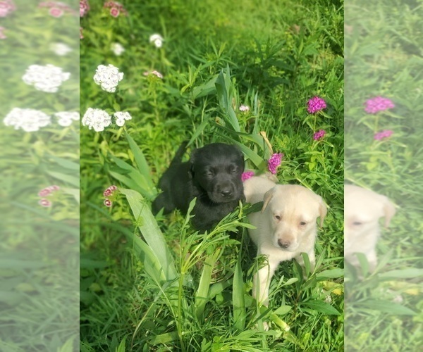 Medium Photo #1 Labrador Retriever Puppy For Sale in BON AQUA, TN, USA