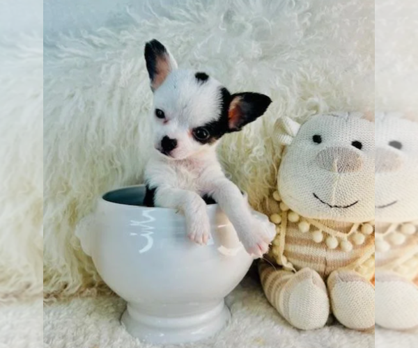 Medium Photo #15 Chihuahua Puppy For Sale in NEW YORK, NY, USA