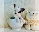 Small #14 Chihuahua
