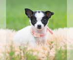 Puppy 12 Chihuahua
